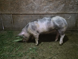 Porci  cuminti - imagine 2