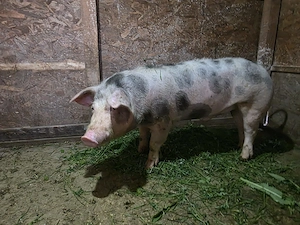 Porci  cuminti