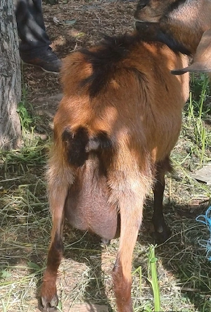 Vand capre si iedute 