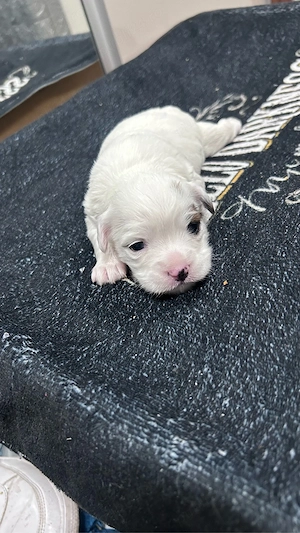 vand bichon maltez