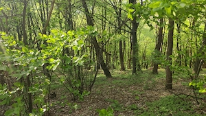 Vand 2920 mp (2.5 euro mp) teren extravilan Suici - Arges