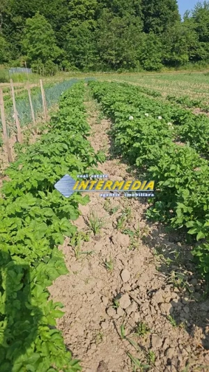 Teren intravilan 1000 mp in Ampoita cu apa si curent in fata  - imagine 2