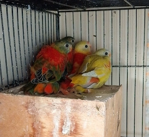 papagali neophema 