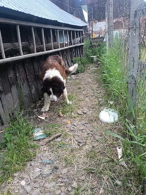 Vand Femela Ciobanesc de Bucovina