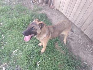 Vând cățelușa belgian malinois 