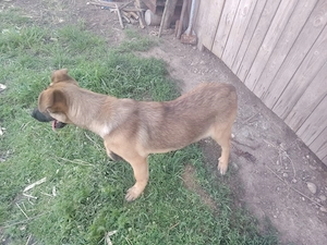 Vând cățelușa belgian malinois  - imagine 2