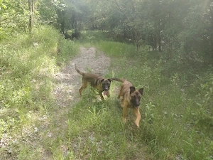 Vând cățelușa belgian malinois  - imagine 3
