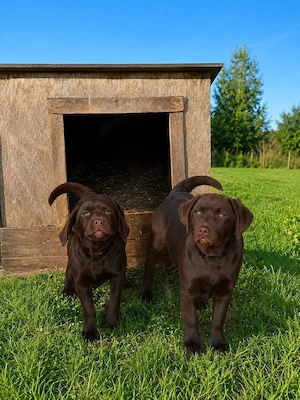 Labrador pedigree export