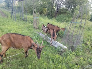 Vând Capre alpine  cu iezi ! 