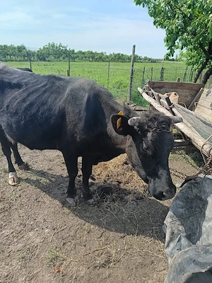 Vând vacă 