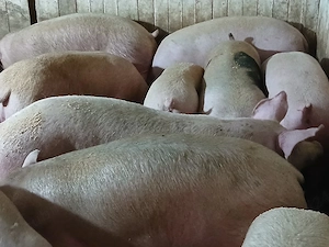 porci de carne 