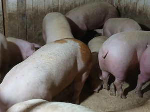 porci de carne 