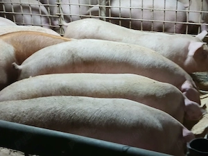 porci de carne 