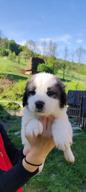 Pui Ciobanesc de Bucovina pentru proprietari responsabil 6 săptămâni
