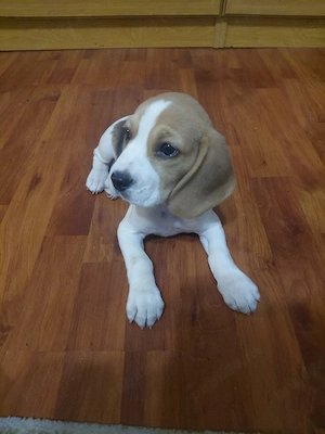 fetita de beagle tricolor