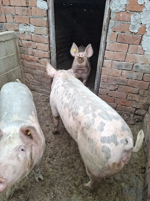 vand porci