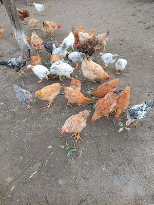 Vând pui de țară!!
