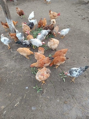 Vând pui de țară!!