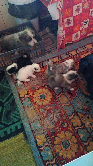 Căței Bichon
