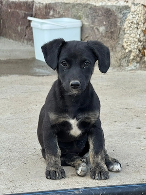 Catelusa de 3 luni pentru adoptie, talie medie - imagine 2