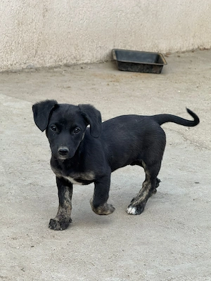 Catelusa de 3 luni pentru adoptie, talie medie - imagine 3