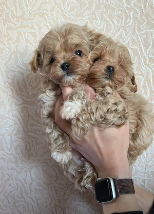 Fetita si baietel maltipoo mini - imagine 3