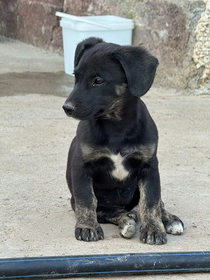 Catelusa de 3 luni pentru adoptie, talie medie