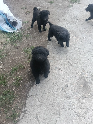 Vin căței de întors foarte bun din rasa muti