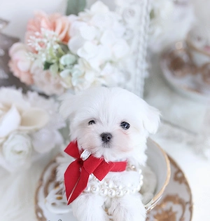 Puiuți Bichon mini toy . Cel mai frumos cadou pentru cei dragi!