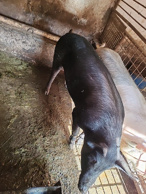 Porci de vânzare!  - imagine 5