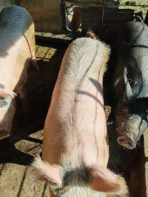 Porci de vânzare!  - imagine 2