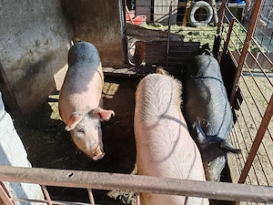 Porci de vânzare! 