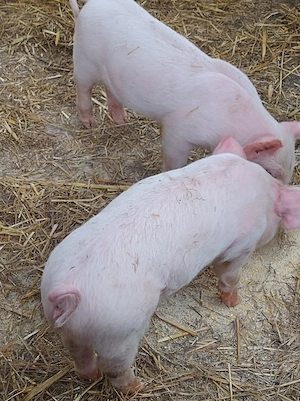 porc.       
