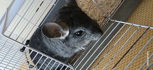 Vand chinchilla  - imagine 2