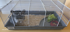 Vand chinchilla  - imagine 5
