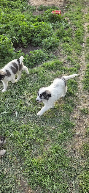Pui ciobănesc mioritic 