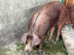 purcei rasă Duroc