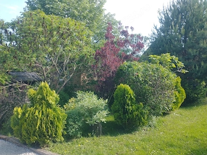 Vand teren 0,75 ha in Bazna cu doua case, o casuta, anexe... Ideal pentru camping, Airbnb, pensiune - imagine 3