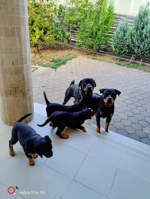 Vand pui catelusi, rasa Rottweiler,masculi si femele.