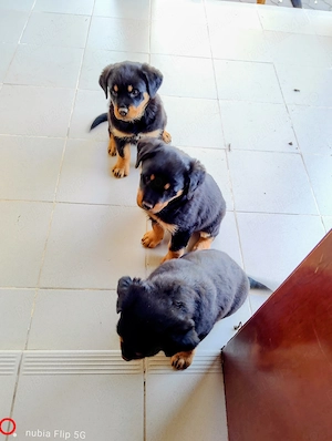 Vand pui catelusi, rasa Rottweiler,masculi si femele. - imagine 2