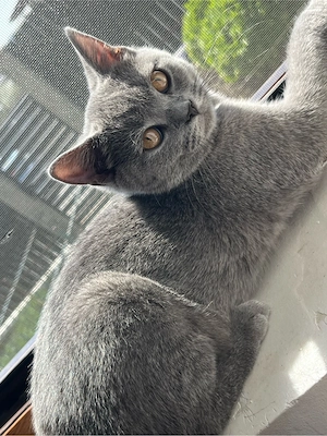 Pisica British ShortHair Blue  - imagine 4