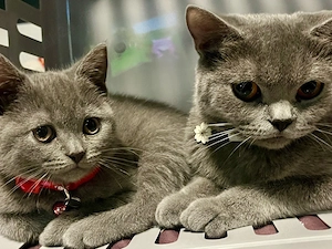 Pisica British ShortHair Blue 