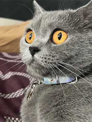 Pisica British ShortHair Blue  - imagine 5