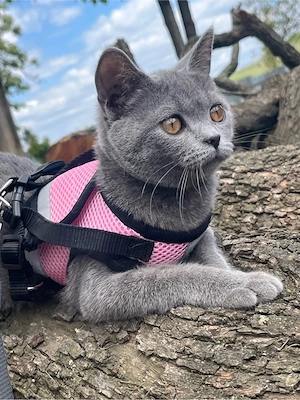 Pisica British ShortHair Blue  - imagine 3
