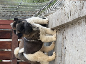 Pui de Akita American