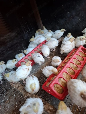 Pui de Prepeliță 