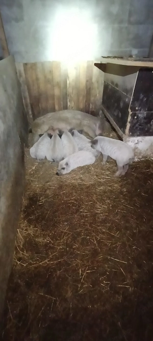 Vând purcei de mangalița 