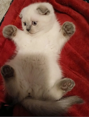 scottish fold color point - imagine 3