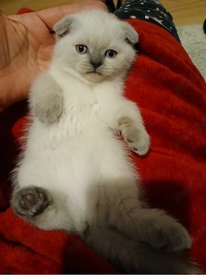 scottish fold color point - imagine 2