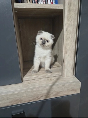 Fetita Scottish Fold  - imagine 3